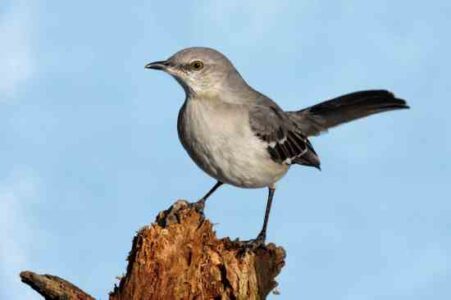 Mockingbirds Scare Off Berry-Stealing Crows Image